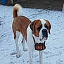dog, saint_bernard, snow, barrel, outdoor, animal, pet, winter, canine, fur, tail, paws, standing, brown, white, rescue, collar, background, brick_wall, trash_bins