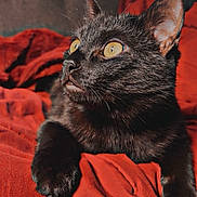 Beans joined the competition — help win amazing prizes! black_cat, cat, pet, indoor, yellow_eyes, feline, animal, fur, blanket, red_blanket, relaxed, portrait, closeup, cozy, resting, whiskers, ears, looking_away, soft_light, sofa