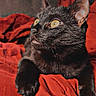 black_cat, cat, pet, indoor, yellow_eyes, feline, animal, fur, blanket, red_blanket, relaxed, portrait, closeup, cozy, resting, whiskers, ears, looking_away, soft_light, sofa