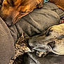 Lucifer joined the competition — help win amazing prizes! animal, blanket, cat, closeup, companion, cozy, cute, dog, domestic, friendship, fur, indoors, kitten, pets, relaxation, resting, sleeping, snuggling, soft, warm