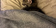 Lucifer joined the competition — help win amazing prizes! animal, bed, blanket, cat, comfort, cozy, cute, domestic, feline, fur, indoor, kitten, nap, peaceful, pet, pillow, resting, sleeping, small, soft