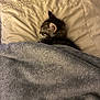 animal, bed, blanket, cat, comfort, cozy, cute, domestic, feline, fur, indoor, kitten, nap, peaceful, pet, pillow, resting, sleeping, small, soft