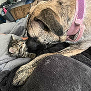 Lucifer is registered to the contest to win money with this photo: animal, bed, blanket, close_up, collar, comfort, cozy, cute, dog, friendship, fur, indoor, interaction, kitten, large, nose_to_nose, pet, resting, small, snuggle