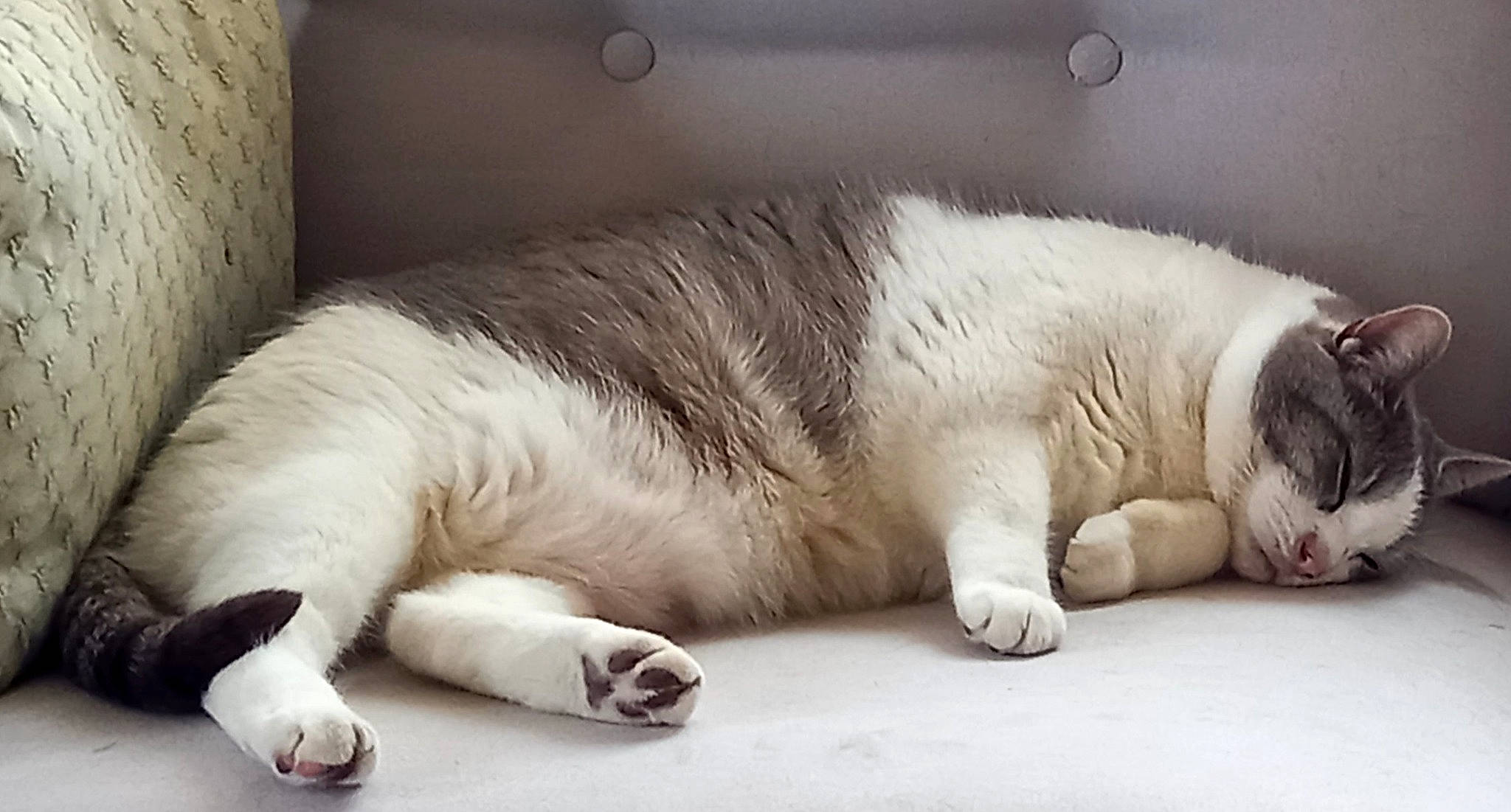 Kattee participe au concours pour gagner de l'argent avec cette photo : carnivore, cat, claw, comfort, companion_dog, dog_breed, domestic_short_haired_cat, fawn, felidae, foot, fur, grey, human_leg, nap, paw, sleep, small_to_medium_sized_cats, tail, terrestrial_animal, whiskers