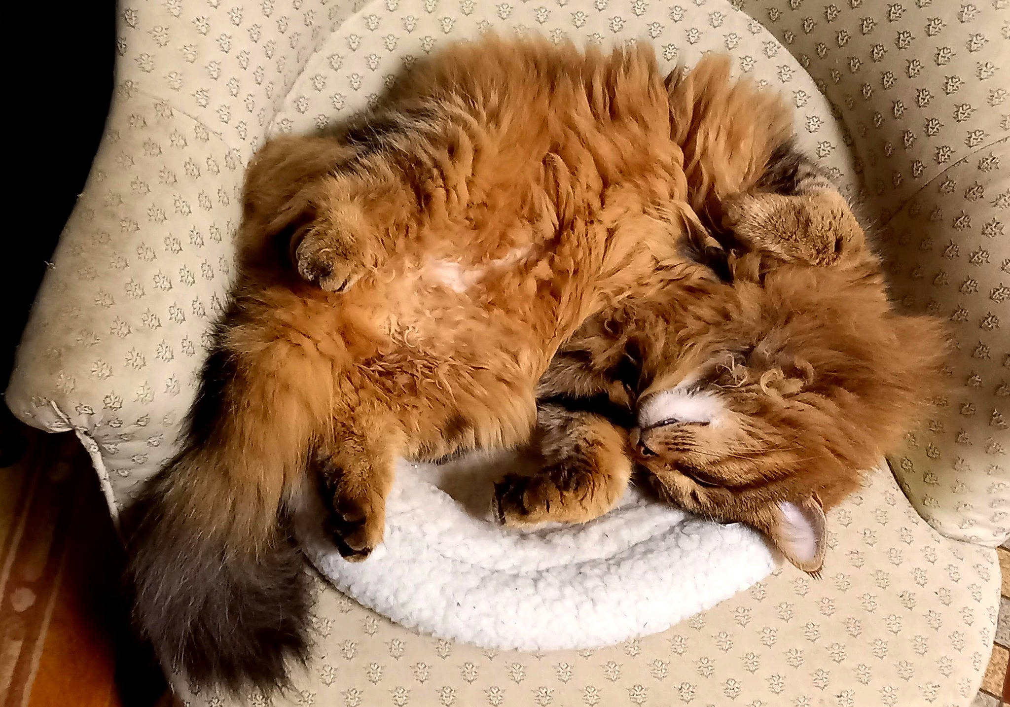 Victory participe au concours pour gagner de l'argent avec cette photo : art, carnivore, cat, claw, comfort, companion_dog, domestic_short_haired_cat, fawn, felidae, fur, human_leg, liver, maine_coon, nap, paw, small_to_medium_sized_cats, snout, tail, terrestrial_animal, whiskers