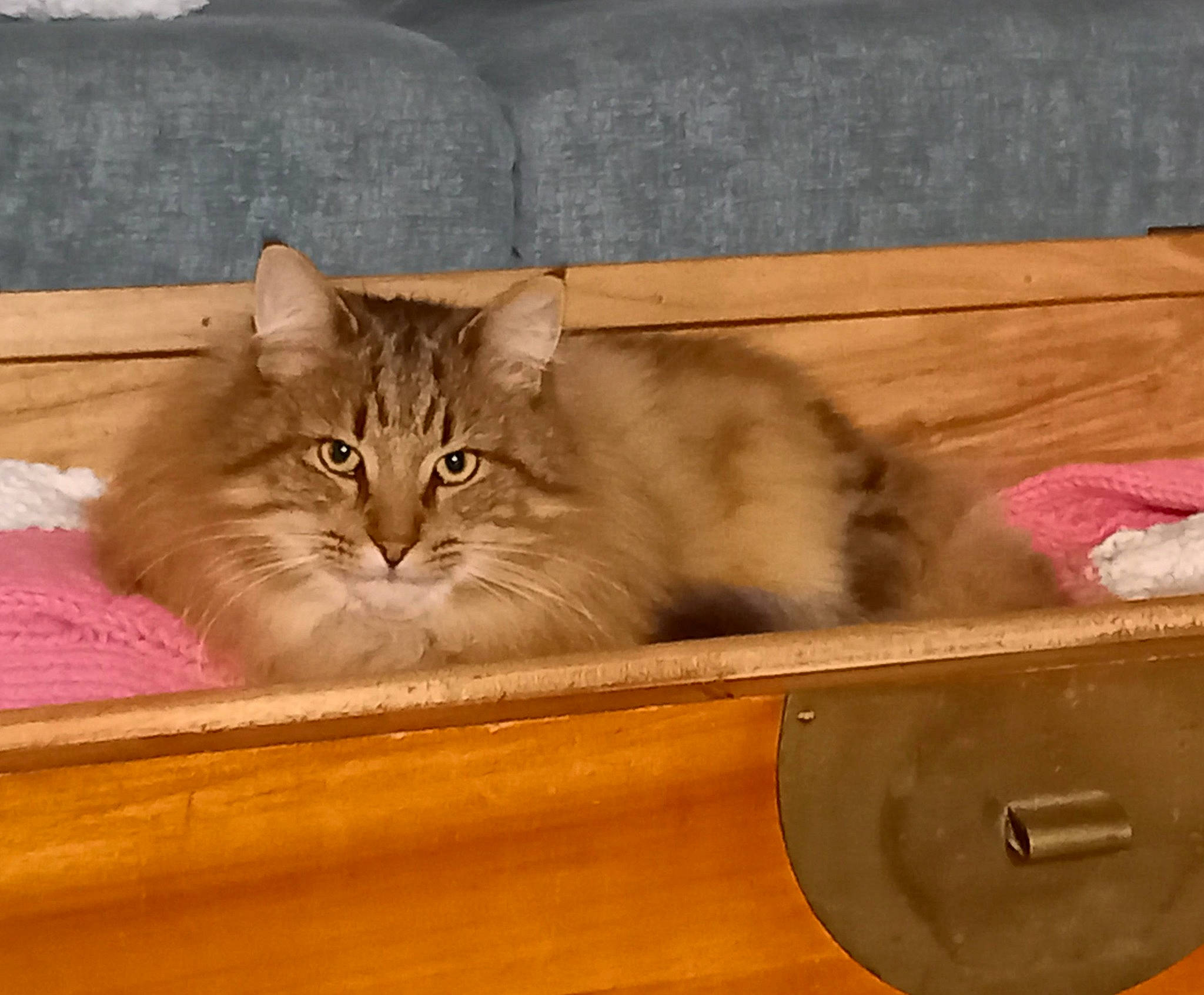 Victory participe au concours pour gagner de l'argent avec cette photo : box, cabinetry, cardboard, carnivore, cat, chair, domestic_short_haired_cat, drawer, fawn, felidae, fur, hardwood, shelf, shipping_box, small_to_medium_sized_cats, tail, whiskers, window, wood, wood_stain