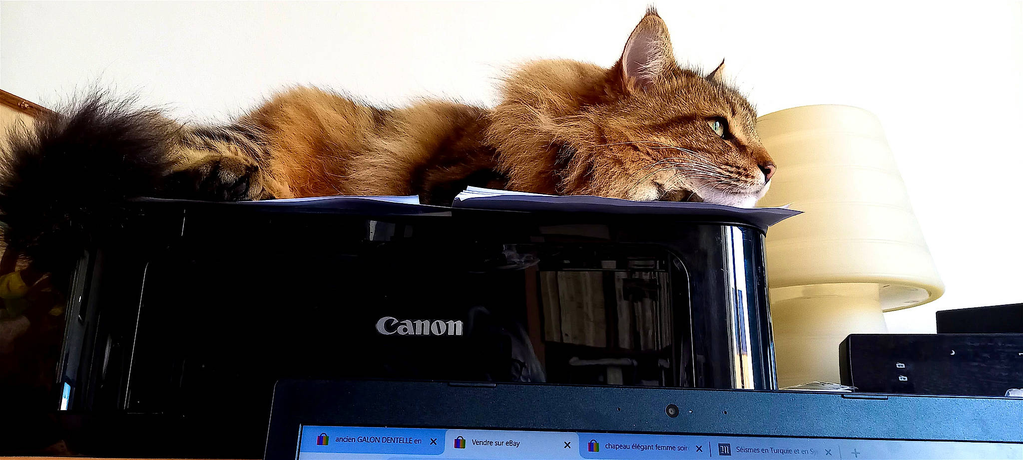 Victory participe au concours pour gagner de l'argent avec cette photo : audio_equipment, automotive_exterior, box, carnivore, cat, display_device, domestic_short_haired_cat, electronic_device, fawn, felidae, flat_panel_display, fur, output_device, paw, photo_caption, small_to_medium_sized_cats, snout, tail, whiskers, wildlife