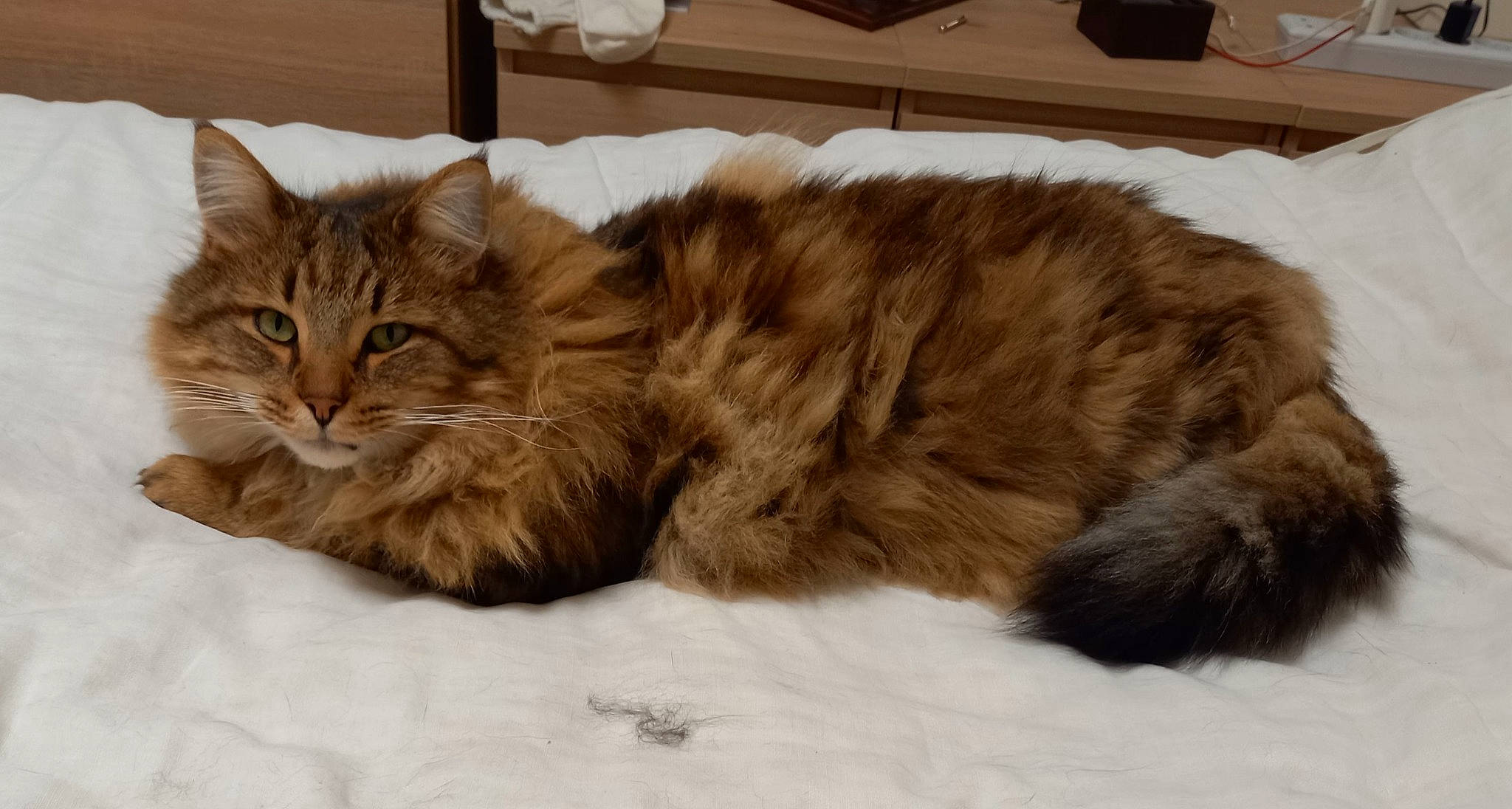 Victory participe au concours pour gagner de l'argent avec cette photo : bed, brown, carnivore, cat, claw, comfort, couch, domestic_short_haired_cat, fawn, felidae, fur, liver, nap, paw, sleep, small_to_medium_sized_cats, snow, tail, terrestrial_animal, whiskers