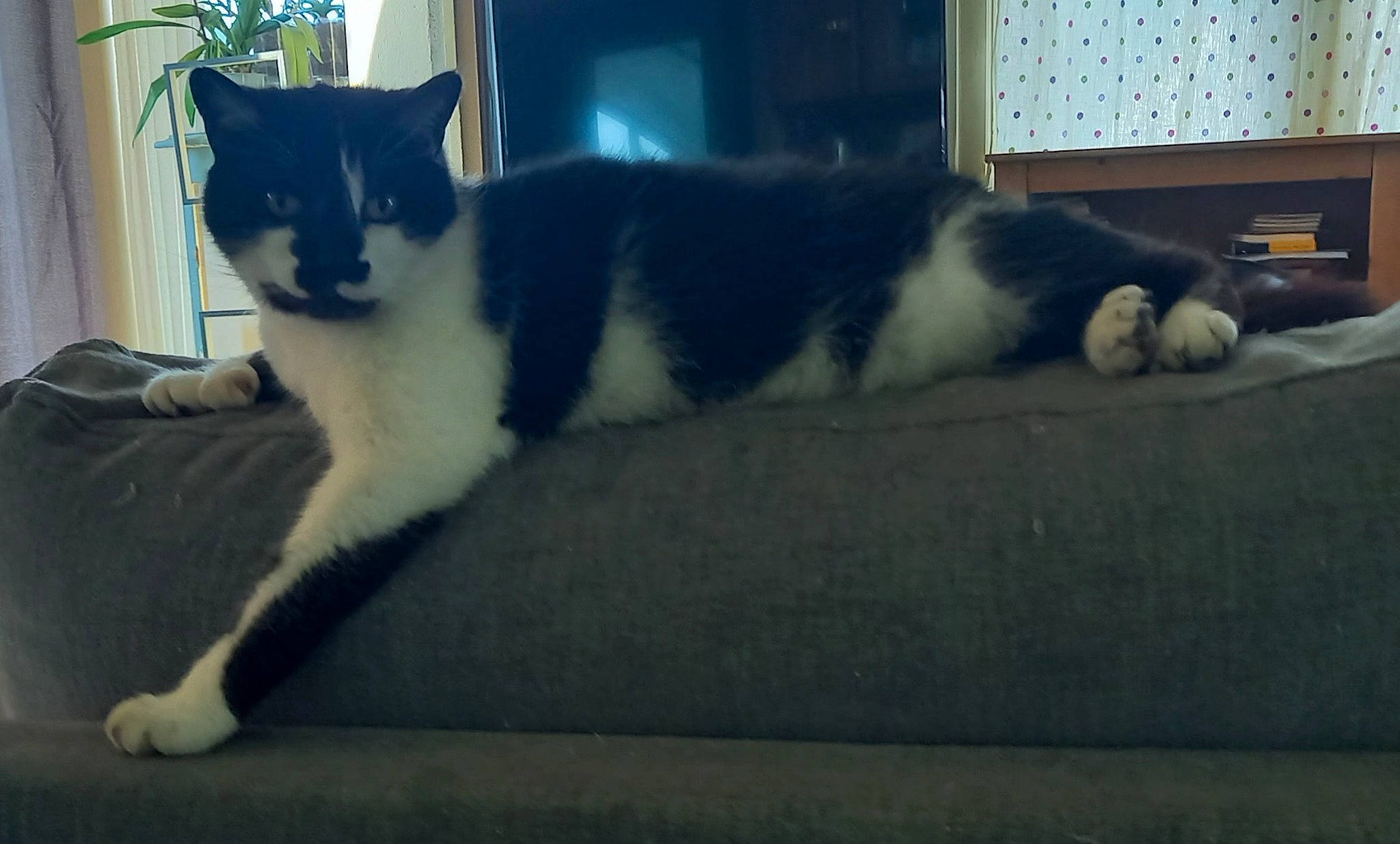 Axel Rose a rejoint le concours — aidez-le/la à gagner de superbes lots ! carnivore, cat, comfort, domestic_short_haired_cat, felidae, flooring, fur, paw, sitting, small_to_medium_sized_cats, tail, terrestrial_animal, vertebrate, whiskers, window