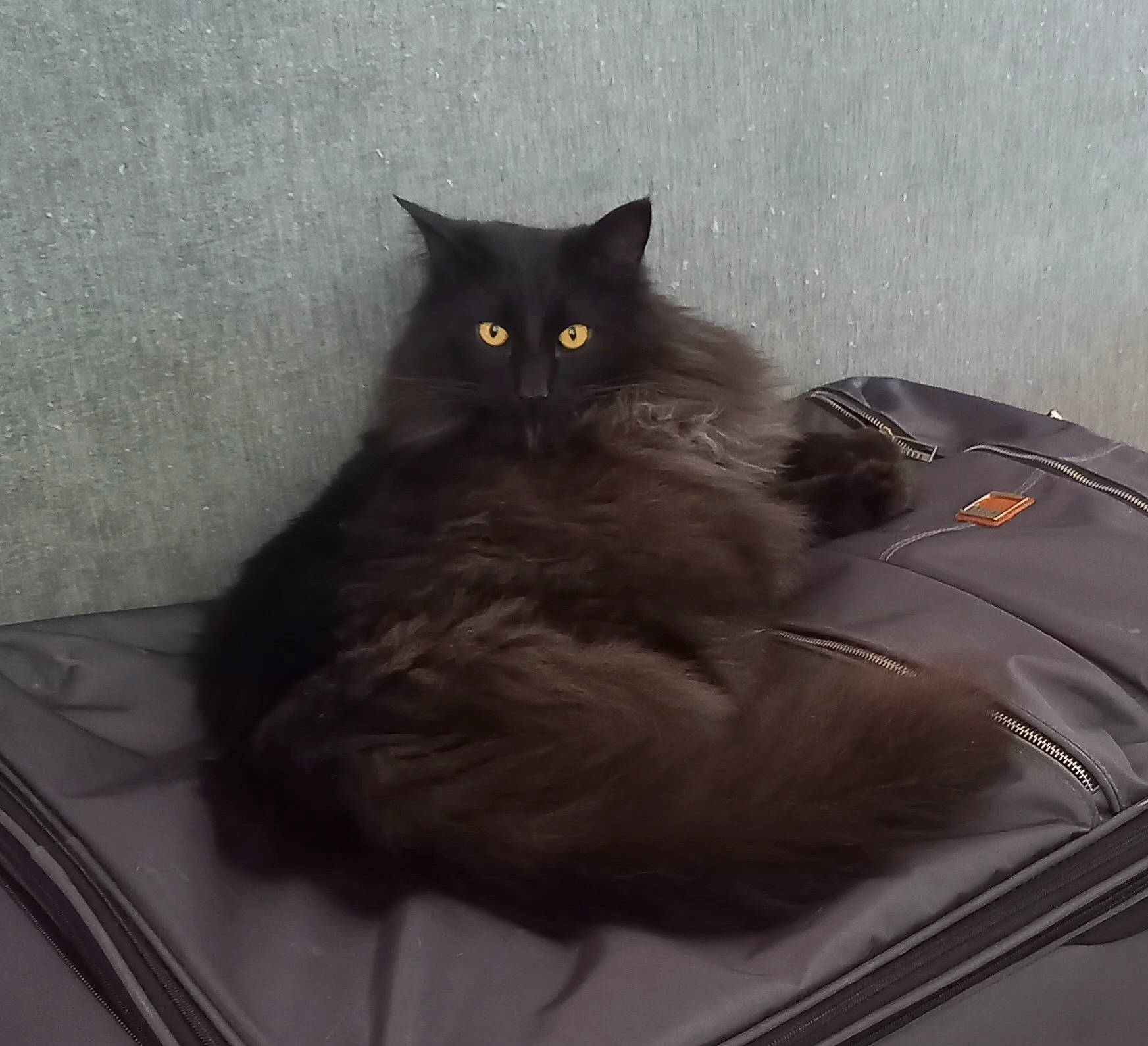 Bat Boy a rejoint le concours — aidez-le/la à gagner de superbes lots ! black_cat, bombay, carnivore, cat, cat_supply, claw, comfort, domestic_short_haired_cat, felidae, fur, grey, iris, sitting, small_to_medium_sized_cats, snout, tail, terrestrial_animal, whiskers