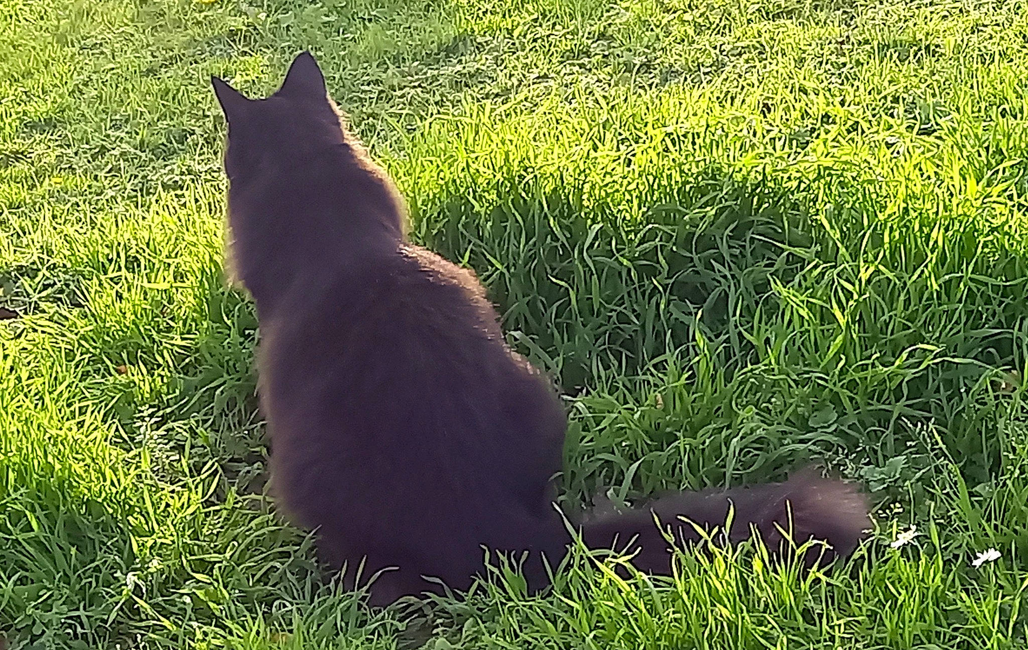 Bat Boy a rejoint le concours — aidez-le/la à gagner de superbes lots ! black_cat, carnivore, cat, dog_breed, fawn, felidae, fur, grass, grassland, lawn, pasture, plant, shadow, small_to_medium_sized_cats, squirrel, tail, terrestrial_animal, tints_and_shades, tree, whiskers