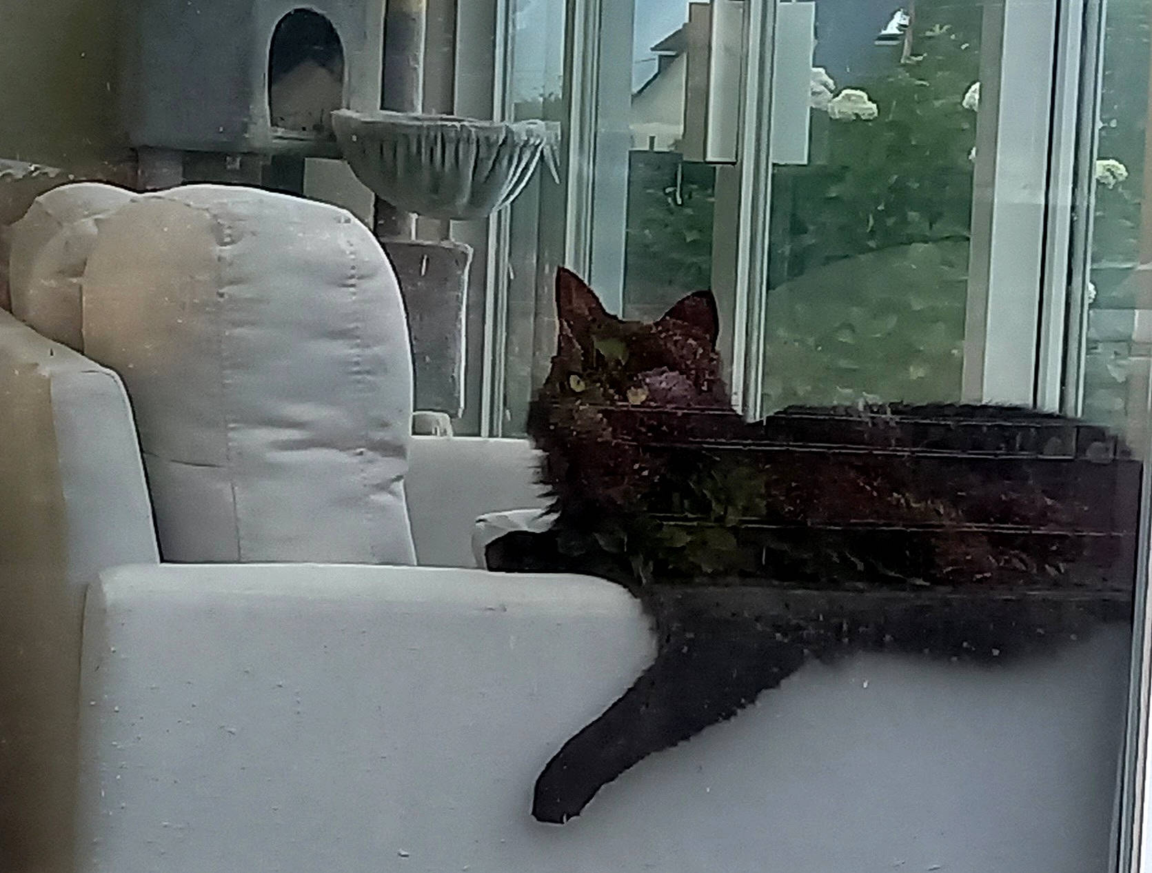 Bat Boy a rejoint le concours — aidez-le/la à gagner de superbes lots ! art, carnivore, cat, display_case, domestic_short_haired_cat, door, felidae, freezing, fur, glass, metal, room, sculpture, small_to_medium_sized_cats, snow, tail, visual_arts, whiskers, window, winter