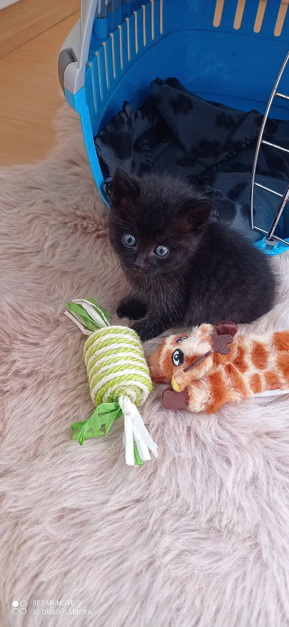 Balthazar a rejoint le concours — aidez-le/la à gagner de superbes lots ! art, blue, carnivore, cat, companion_dog, dog_breed, domestic_short_haired_cat, fashion_accessory, fawn, felidae, fur, hat, small_to_medium_sized_cats, stuffed_toy, tail, thread, toy, whiskers, wool, woolen