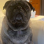 George joined the competition — help win amazing prizes! dog, pug, pet, indoor, couch, lamp, wooden_door, close_up, sitting, animal, fur, face, expression, domestic, companion, cute, portrait, eyes, whiskers, snout