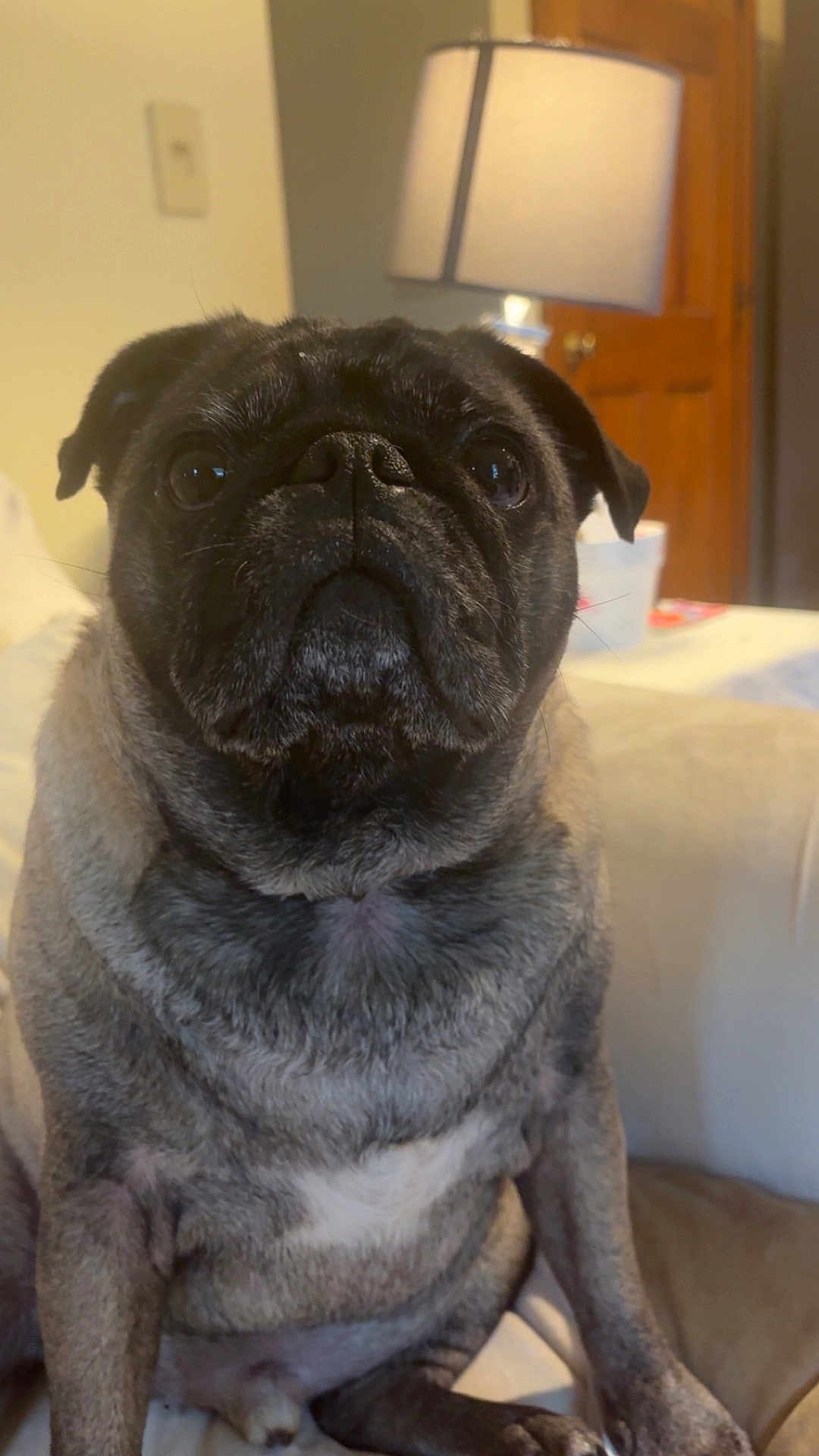 George joined the competition — help win amazing prizes! dog, pug, pet, indoor, couch, lamp, wooden_door, close_up, sitting, animal, fur, face, expression, domestic, companion, cute, portrait, eyes, whiskers, snout
