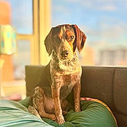 Trapper joined the competition — help win amazing prizes! dog, pet, indoor, cushion, green, window, sunlight, brown, white, seated, furniture, cozy, portrait, animal, canine, living_room, focused, expression, daylight, relaxed