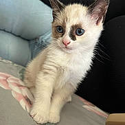 Maeve is registered to the contest to win money with this photo: kitten, cat, blue_eyes, fur, whiskers, cute, pet, animal, indoor, fluffy, small, young, domestic_cat, paws, face, closeup, curious, sitting, soft, background_blur