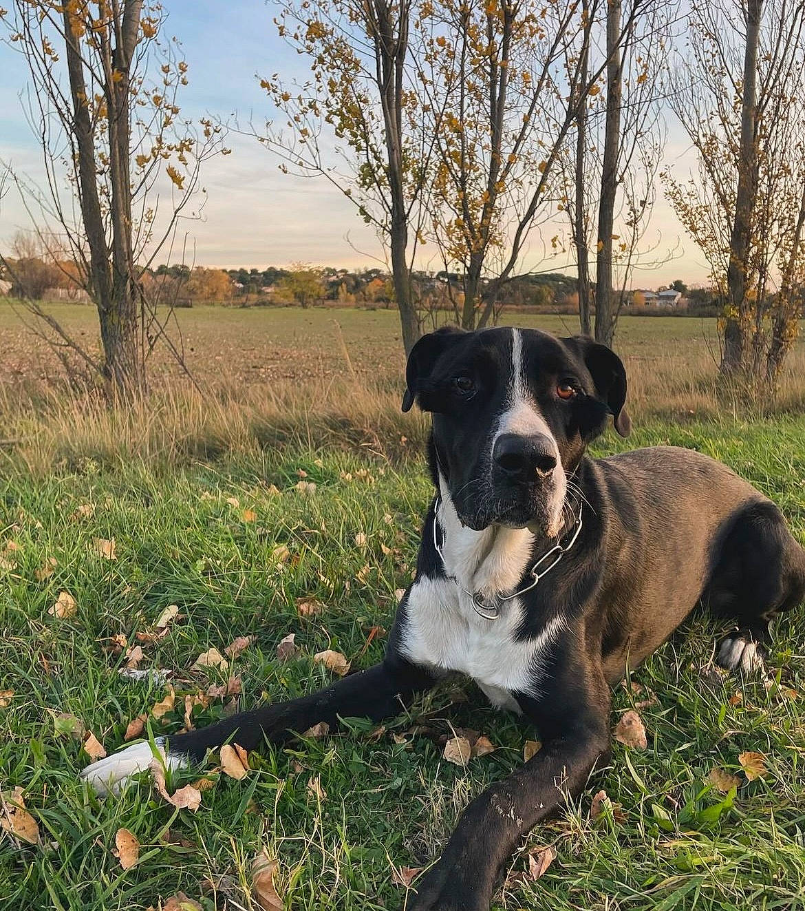 Hélios a rejoint le concours — aidez-le/la à gagner de superbes lots ! canidae, carnivore, cloud, collar, companion_dog, dog, dog_breed, dog_collar, fawn, grass, grassland, molosser, plant, shrub, sky, snout, sporting_group, tail, tree, working_animal