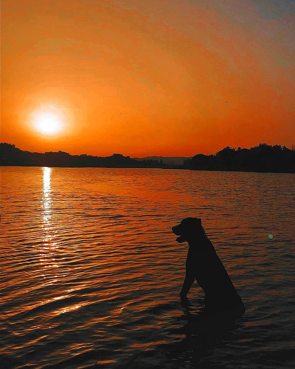 Hélios participe au concours pour gagner de l'argent avec cette photo : afterglow, bank, beach, carnivore, cloud, dog, dog_breed, dusk, happy, horizon, lake, people_in_nature, red_sky_at_morning, sky, sunlight, sunrise, sunset, tree, water, water_resources