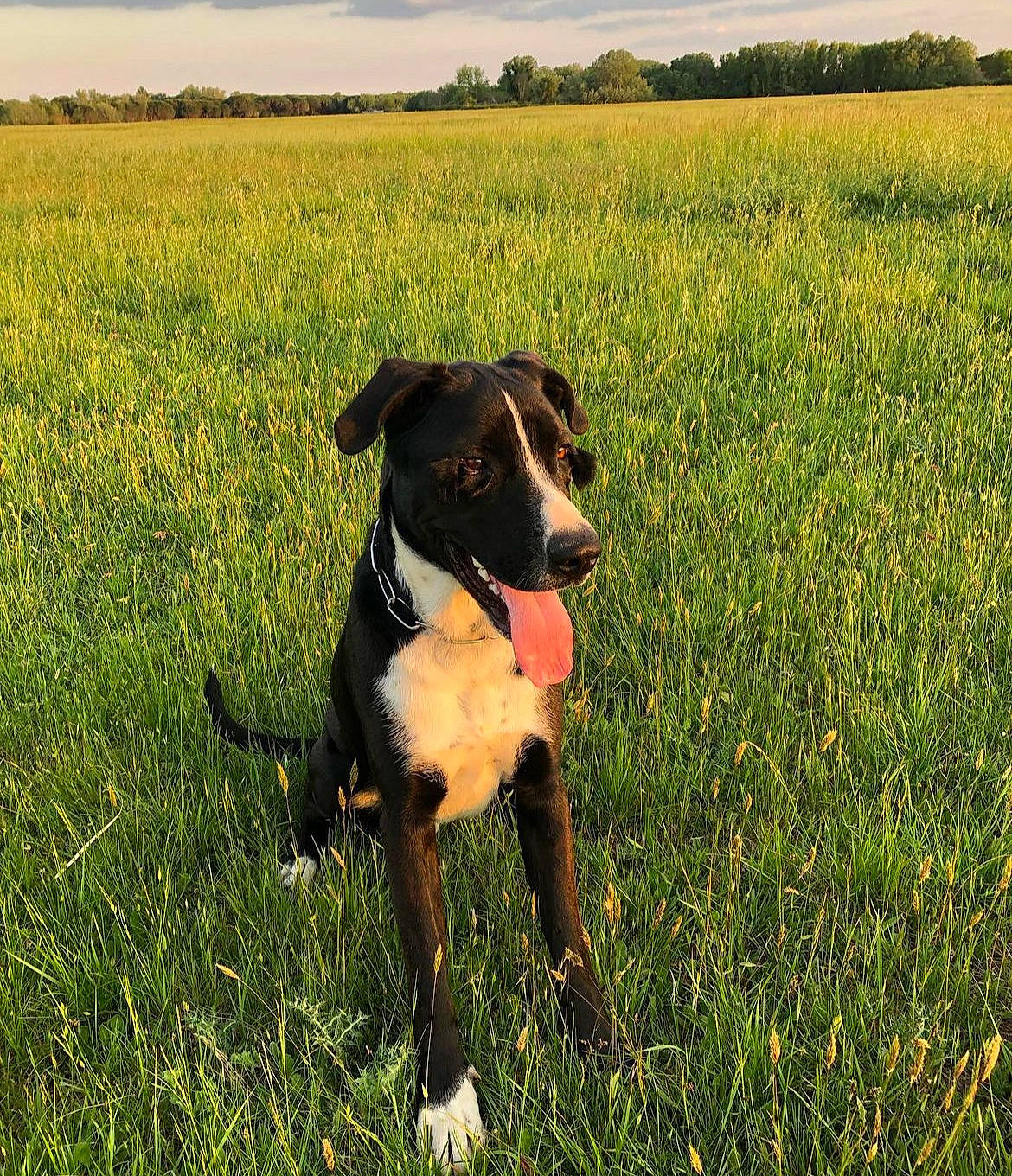 Hélios a rejoint le concours — aidez-le/la à gagner de superbes lots ! agriculture, carnivore, collar, companion_dog, dog, dog_breed, fawn, field, grass, grassland, happy, meadow, pasture, people_in_nature, plant, prairie, sky, sporting_group, tail, working_animal