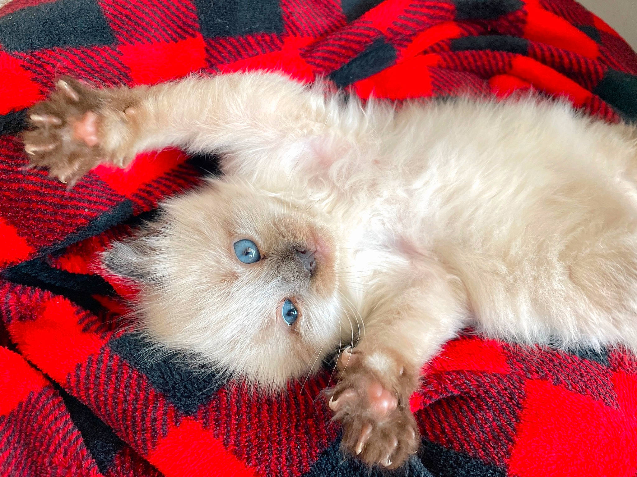 Bianca a rejoint le concours — aidez-le/la à gagner de superbes lots ! british_longhair, canidae, carnivore, cat, claw, comfort, companion_dog, dog_breed, event, fawn, felidae, fur, pattern, paw, persian, red, small_to_medium_sized_cats, snout, tail, whiskers