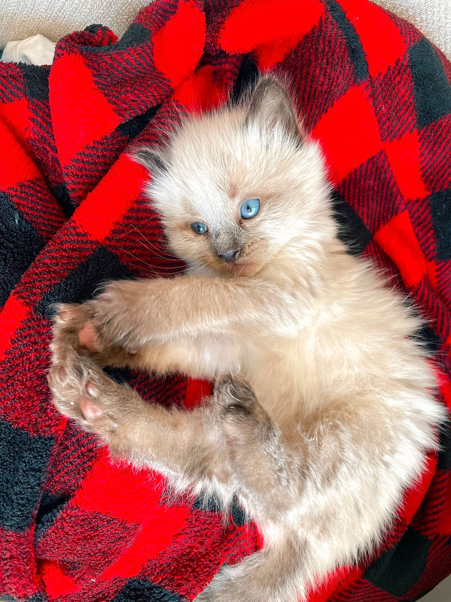 Bianca a rejoint le concours — aidez-le/la à gagner de superbes lots ! birman, carnivore, cat, cat_bed, cat_supply, claw, comfort, companion_dog, fawn, felidae, fur, pattern, paw, plaid, red, small_to_medium_sized_cats, snout, tail, tartan, whiskers