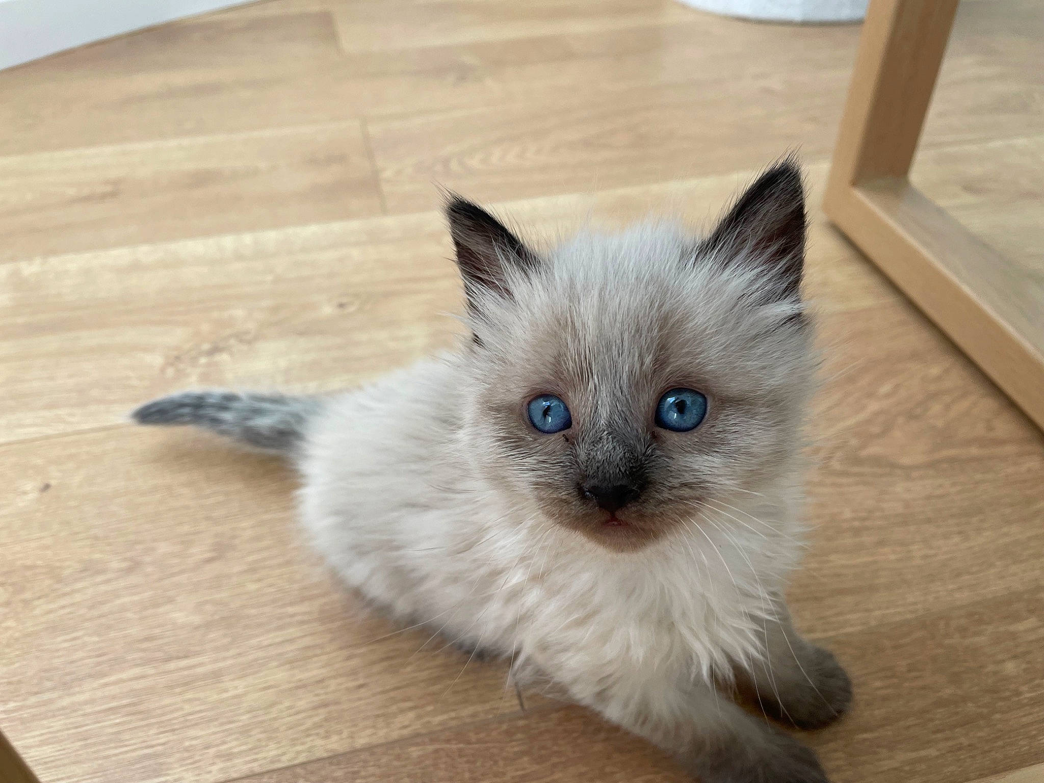 Bianca participe au concours pour gagner de l'argent avec cette photo : balinese, birman, carnivore, cat, eye, fawn, felidae, flooring, fur, hardwood, head, iris, ragdoll, siamese, small_to_medium_sized_cats, snout, thai, whiskers, wood, wood_stain