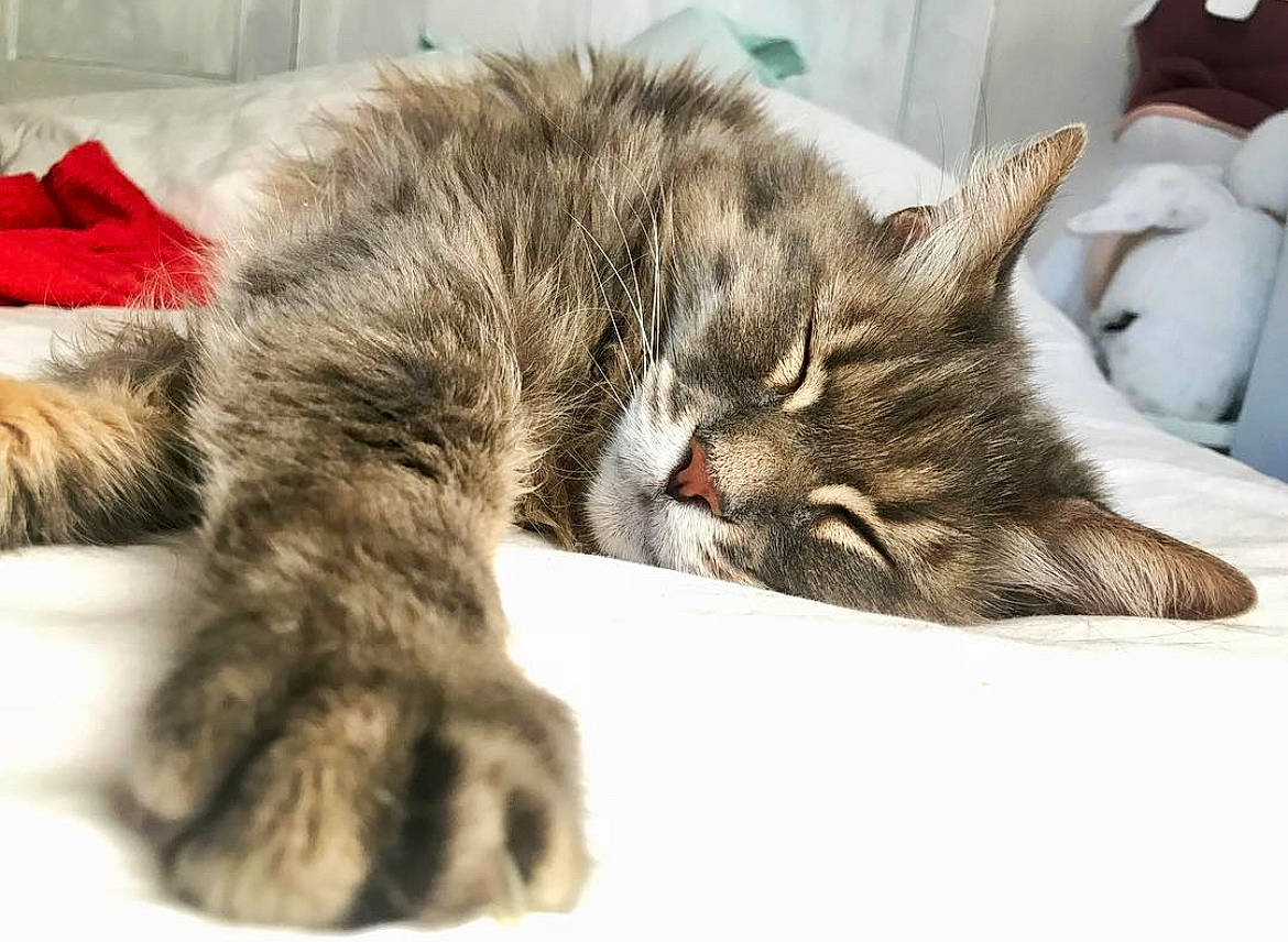 Elixir a rejoint le concours — aidez-le/la à gagner de superbes lots ! carnivore, cat, claw, comfort, domestic_short_haired_cat, felidae, fur, nap, paw, sleep, small_to_medium_sized_cats, snout, tail, whiskers