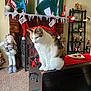 cat, calico_cat, christmas, stockings, snowman, fireplace, decorations, carpet, wooden_chest, red_cloth, figurines, holiday, indoor, festive, home_decor, window, shelf, ornaments, cozy, pet