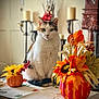 cat, calico_cat, table, flower_arrangement, pumpkin, autumn, fall_decor, indoor, candles, decor, floral, orange, yellow, white, brown, leaf_pattern, furniture, cozy, sitting, pet
