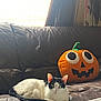 Daisy joined the competition — help win amazing prizes! cat, black_and_white, couch, leather, plush_toy, pumpkin, window, blinds, indoor, pet, relaxed, animal, feline, decor, soft_light, green_eyes, curtains, holiday, autumn, cozy