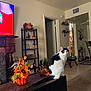 Daisy is registered to the contest to win money with this photo: cat, living_room, flower_arrangement, autumn_decor, pumpkin, wooden_chest, decorative_cornucopia, shelf, figurines, doorway, curtains, carpet, tile_floor, television, fireplace, chair, table, plant, indoor, pet