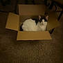 cat, cardboard_box, indoor, carpet, black_and_white, feline, pet, animal, box, blur, dim_lighting, home, floor, relaxed, resting, fur, whiskers, cute, domestic_animal, sitting
