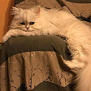 Snowbel a rejoint le concours — aidez-le/la à gagner de superbes lots ! cat, white_cat, fluffy, long_hair, pet, indoor, resting, relaxed, feline, animal, cute, cozy, fabric, pattern, home, domestic, fur, sleepy, whiskers, paw