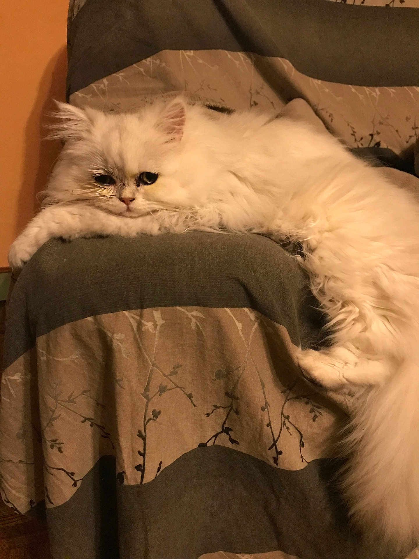 Snowbel a rejoint le concours — aidez-le/la à gagner de superbes lots ! cat, white_cat, fluffy, long_hair, pet, indoor, resting, relaxed, feline, animal, cute, cozy, fabric, pattern, home, domestic, fur, sleepy, whiskers, paw