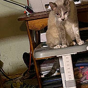 Fluffy is registered to the contest to win money with this photo: cat, gray_cat, stool, wooden_table, printer, shoes, clutter, indoor, furniture, sitting, tail, floor, shelf, paper, cord, wall, shadow, household_items, pet, animal