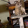 cat, gray_cat, stool, wooden_table, printer, shoes, clutter, indoor, furniture, sitting, tail, floor, shelf, paper, cord, wall, shadow, household_items, pet, animal