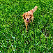 Duke joined the competition — help win amazing prizes! animal, canine, clouds, daylight, dog, field, fur, golden_retriever, grass, greenery, happy, nature, outdoor, pet, playful, running, sky, summer, tail, tongue