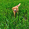 animal, canine, clouds, daylight, dog, field, fur, golden_retriever, grass, greenery, happy, nature, outdoor, pet, playful, running, sky, summer, tail, tongue
