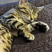 Nala joined the competition — help win amazing prizes! cat, kitten, sleeping, tabby, paw, fur, close_up, pet, animal, cute, resting, cozy, indoor, texture, cushion, relaxation, peaceful, whiskers, ears, adorable