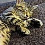 cat, kitten, sleeping, tabby, paw, fur, close_up, pet, animal, cute, resting, cozy, indoor, texture, cushion, relaxation, peaceful, whiskers, ears, adorable