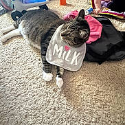 Kalee joined the competition — help win amazing prizes! cat, tabby_cat, bib, milk, carpet, toy, child, toddler, clothing, indoor, floor, play, pink_clothing, orange_toy, white_paws, gray_tabby, relaxed, household, cute, pet