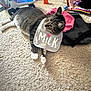 cat, tabby_cat, bib, milk, carpet, toy, child, toddler, clothing, indoor, floor, play, pink_clothing, orange_toy, white_paws, gray_tabby, relaxed, household, cute, pet