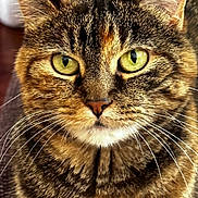 Gracie is registered to the contest to win money with this photo: cat, tabby, close_up, portrait, green_eyes, fur, whiskers, animal, pet, mammal, indoor, texture, face, ears, focus, feline, looking, sitting, brown, yellow