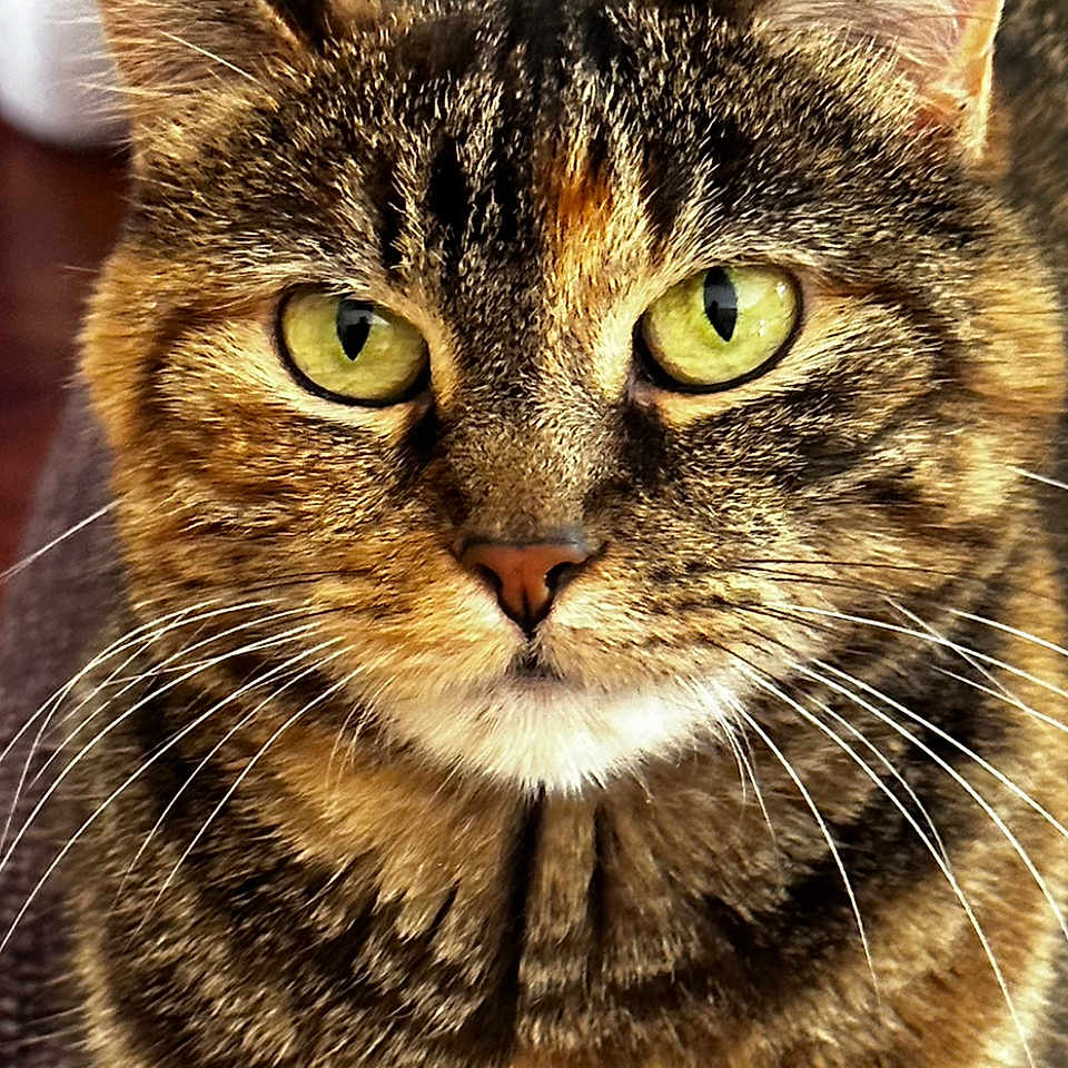 Gracie is registered to the contest to win money with this photo: animal, brown, cat, close_up, ears, face, feline, focus, fur, green_eyes, indoor, looking, mammal, pet, portrait, sitting, tabby, texture, whiskers, yellow