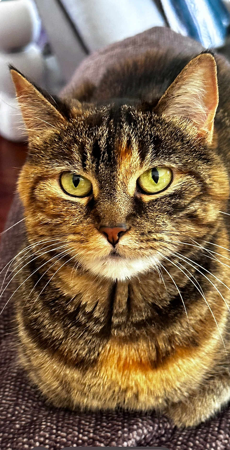 Gracie is registered to the contest to win money with this photo: cat, tabby, close_up, portrait, green_eyes, fur, whiskers, animal, pet, mammal, indoor, texture, face, ears, focus, feline, looking, sitting, brown, yellow
