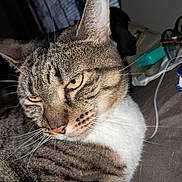 Sassy Edward is registered to the contest to win money with this photo: cat, tabby_cat, close_up, fur, whiskers, yellow_eyes, pet, animal, indoor, resting, face, nose, ear, comfort, domestic, mammal, portrait, feline, relaxed