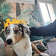 Alaska participe au concours pour gagner de l'argent avec cette photo : dog, crown, indoor, bed, pillow, leaf_pattern, wallpaper, heterochromia, blue_eye, brown_eye, person_arm, cozy, casual, cute, pet, living_room, window, air_conditioner, fabric, relaxed