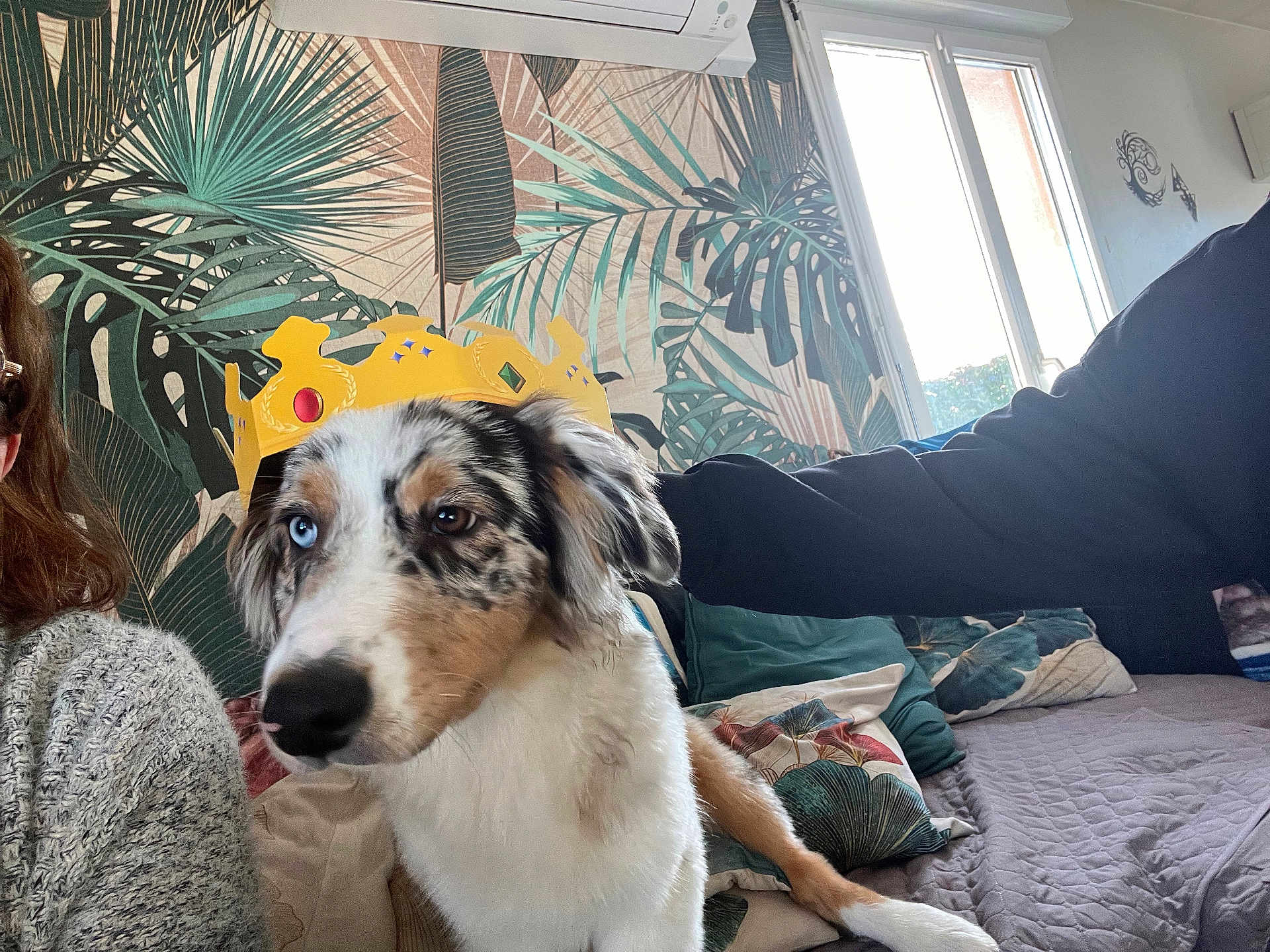 Alaska participe au concours pour gagner de l'argent avec cette photo : dog, crown, indoor, bed, pillow, leaf_pattern, wallpaper, heterochromia, blue_eye, brown_eye, person_arm, cozy, casual, cute, pet, living_room, window, air_conditioner, fabric, relaxed