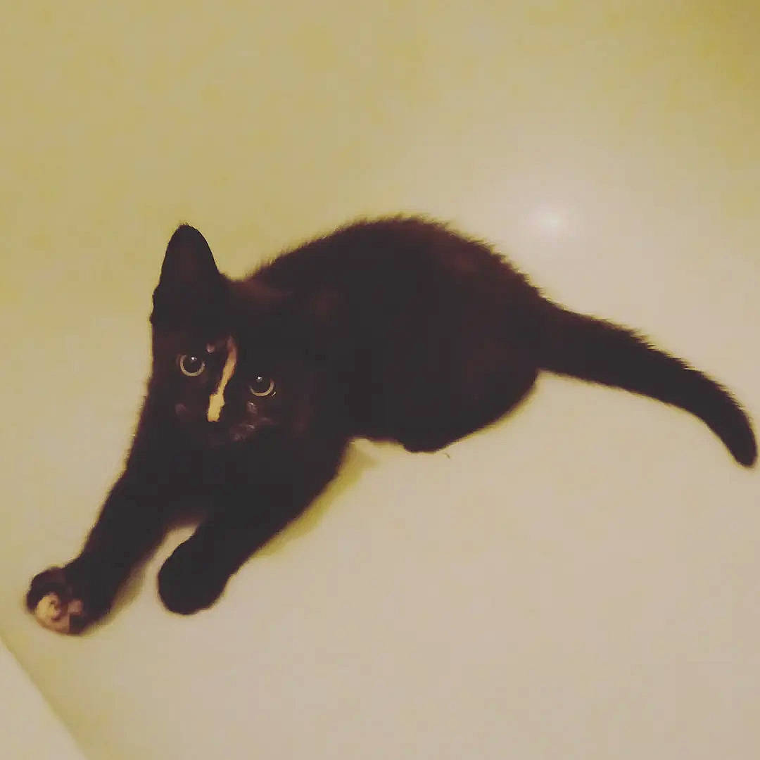 Ash joined the competition — help win amazing prizes! black_cat, bombay, brown, carnivore, cat, domestic_short_haired_cat, felidae, flooring, fur, paw, plant, shadow, small_to_medium_sized_cats, snout, tail, terrestrial_animal, tints_and_shades, whiskers, window